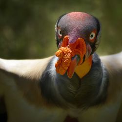 Close-up portrait of bird