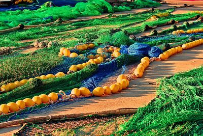 Panoramic view of rice