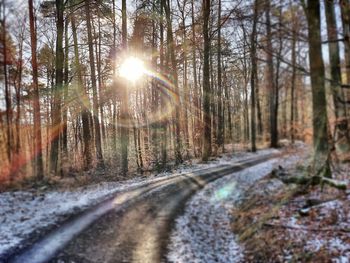 Road amidst trees in forest against bright sun