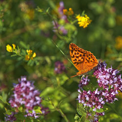 Butterfly pollinating on purple flower