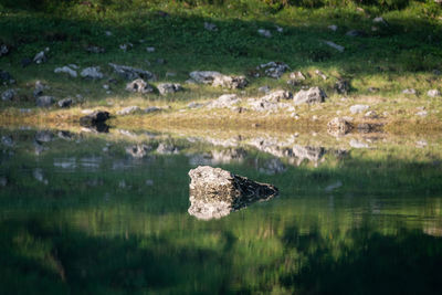 View of birds in lake