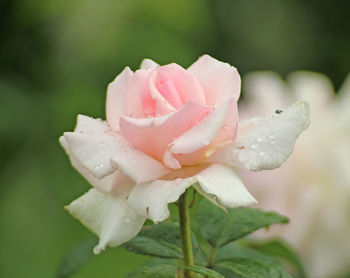 Close-up of wet pink rose