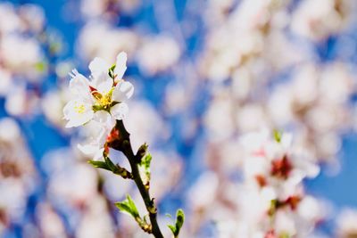 Close-up of white cherry blossom tree