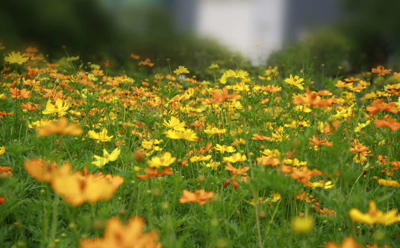 CLOSE-UP OF YELLOW FLOWERING PLANTS GROWING ON FIELD