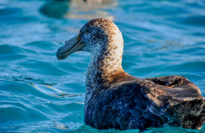 Close-up of duck swimming in lake