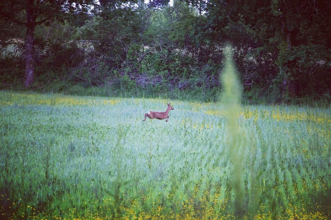 VIEW OF AN ANIMAL ON FIELD