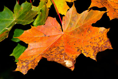 Close-up of dry maple leaves during autumn