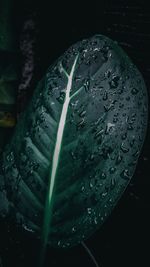 Close-up of raindrops on leaf