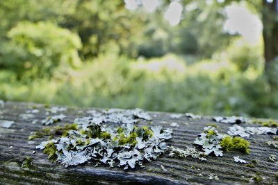 Close-up of lichen on moss growing on rock