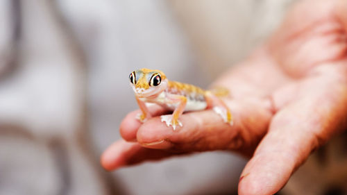 Close-up of person holding hands