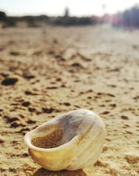 Close-up of crab on sand at beach