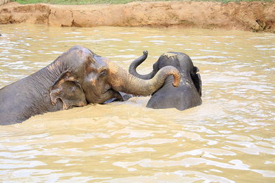 High angle view of elephants relaxing on river