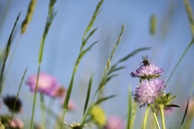 Close-up of bee on flower