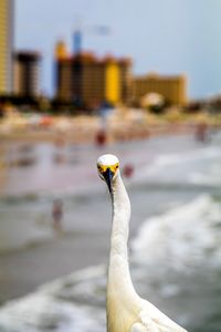 Close-up of bird