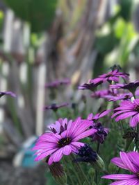 Close-up of purple flowers blooming outdoors