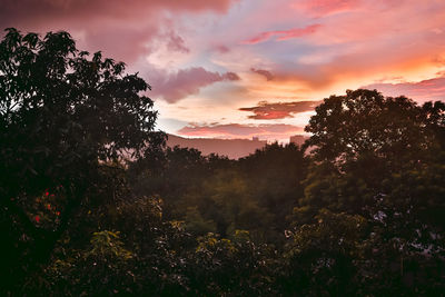 Low angle view of silhouette trees against sky during sunset