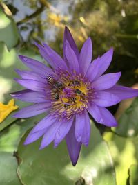 Close-up of insect on purple flower