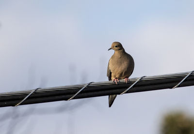 Low angle view of bird perching against clear sky