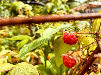 Close-up of strawberry growing on tree