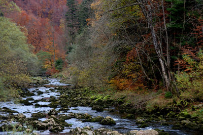 Scenic view of forest during winter