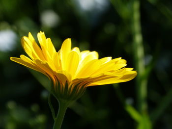 Close-up of yellow flower