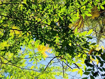 Low angle view of tree