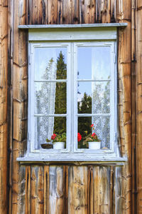 Blooming geranium flowers in a window on a cottage