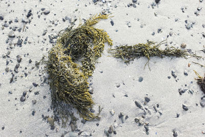 High angle view of an animal on sand