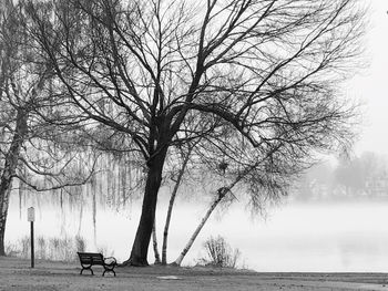 Bare tree on bench in park during winter