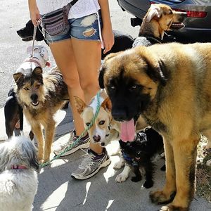 Low section of man with dogs standing outdoors