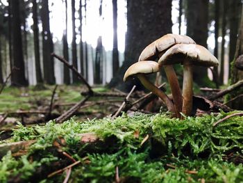 Close-up of mushroom on tree trunk in forest