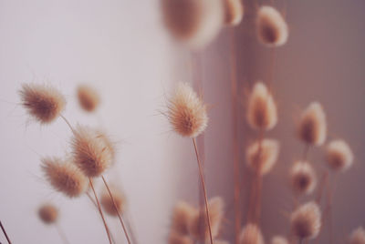 Close-up of plants against wall