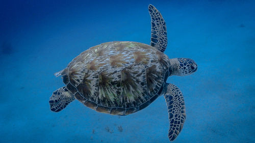 Turtle swimming in sea