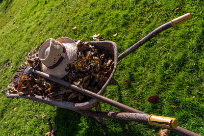 Wheelbarrow full of dry leaves and a straw hat on green grass field