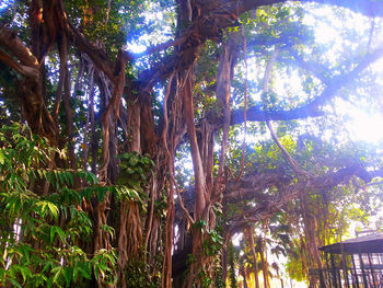 Low angle view of trees in forest