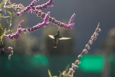 Close-up of insect pollinating flower