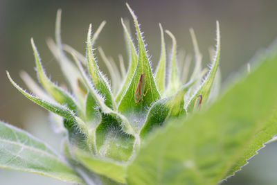 Close-up of plant