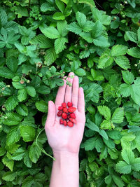 High angle view of hand holding plant