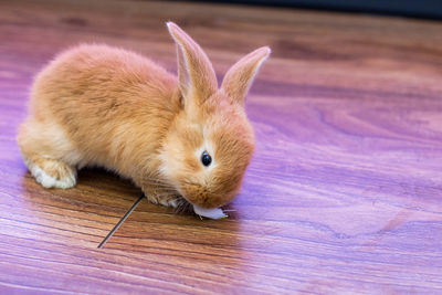 Close-up of a rabbit