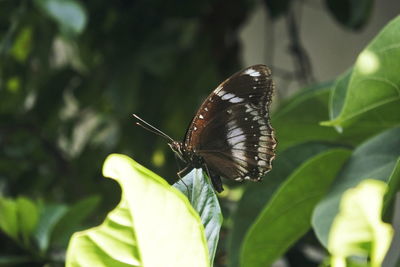 Close-up of butterfly pollinating flower