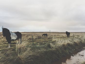 Cows grazing on field against sky