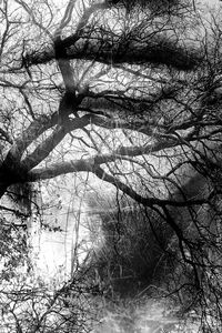 Low angle view of silhouette bare trees against sky