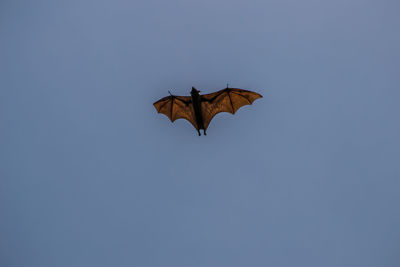 Low angle view of bird flying against clear blue sky