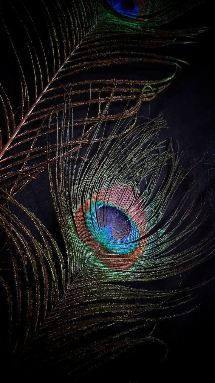FULL FRAME SHOT OF PEACOCK FEATHER