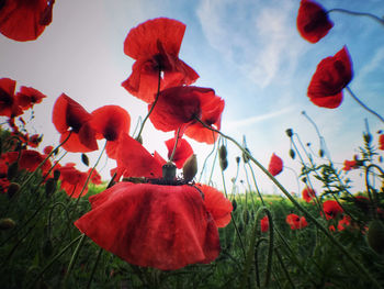 Close-up of red poppy flowers on field