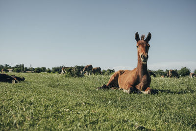 View of a horse on field