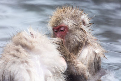 Japanese snow monkey in hot spring