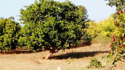 Close-up of trees against sky