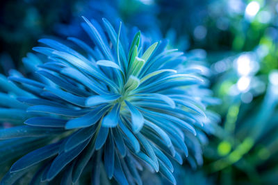 Close-up of blue flowering plant