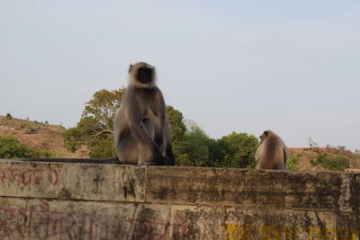 Monkey sitting on wall against sky, monkey, mountain, walls, trees